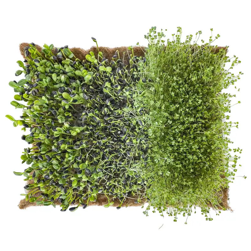Favoriet SuperFood Biofeltro per coltivazione microgreen Canajuta Tech 450 SuperFood Biofeltro per coltivazione microgreen Canajuta Tech 450 Echome