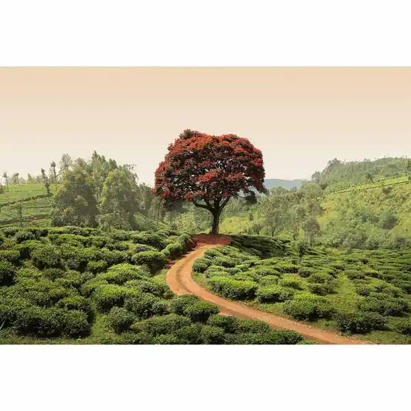 Carta da parati DD118901 Designwalls 2.0 livingwalls Gratis Retour