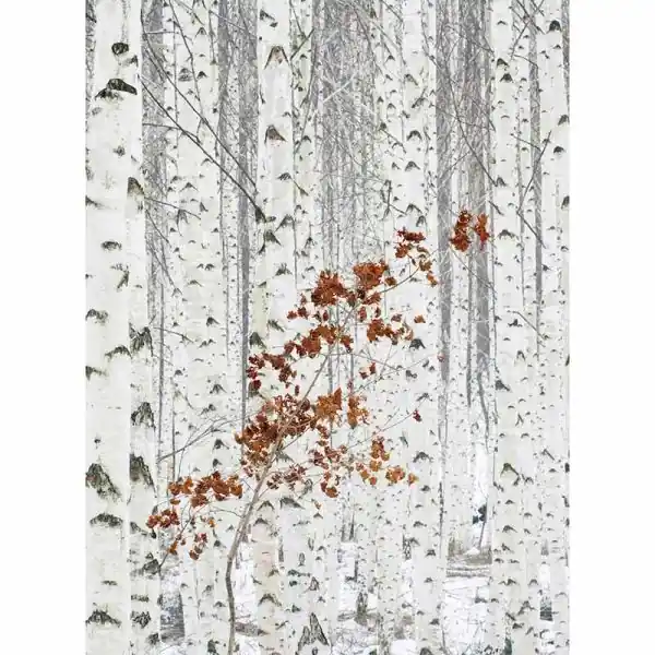 Carta da parati DD119078 Designwalls 2.0 livingwalls Aanbieding