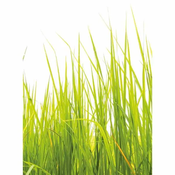 Must-Have Carta da parati DD119137 Designwalls 2.0 livingwalls
