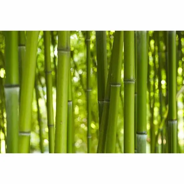 Aanbieding Carta da parati DD115008 XXL Wallpaper 5 livingwalls