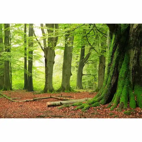 Op = Op Carta da parati DD114976 XXL Wallpaper 5 livingwalls
