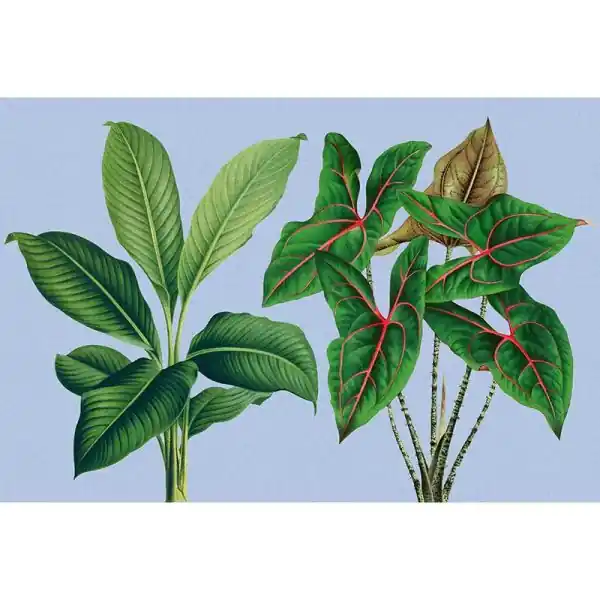 Goedkoop Carta da parati DD121948 Walls by Patel 3 leaf garden 1