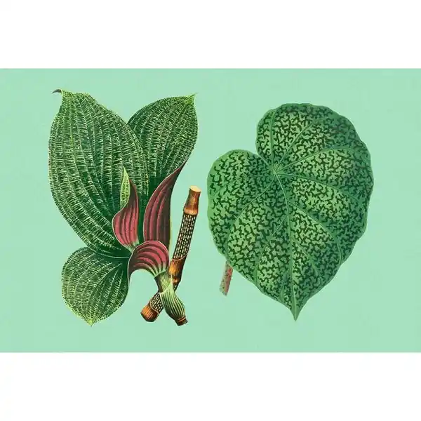 Goedkoop Carta da parati DD121952 Walls by Patel 3 leaf garden 2