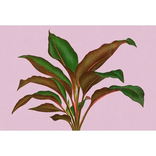 Carta da parati DD121956 Walls by Patel 3 leaf garden 3 Direct Beschikbaar