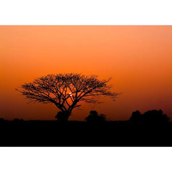 Actieprijs Carta da parati 363647 African Queen III Rasch