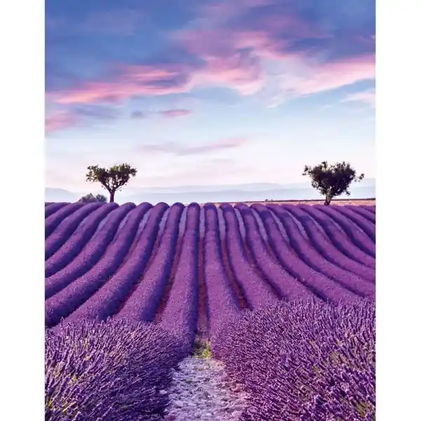 Beperkt Aanbod Carta da parati 35643 Glööckler Pompöös Provence Marburg
